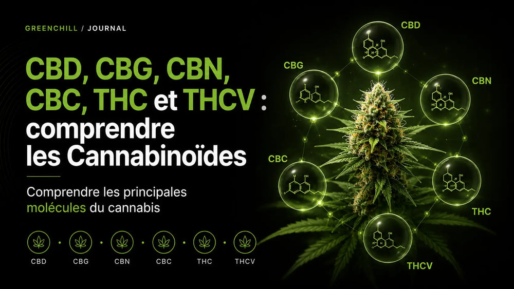 CBD, CBG, CBN, CBC, THC und THCV: Cannabinoide verstehen 🧬
