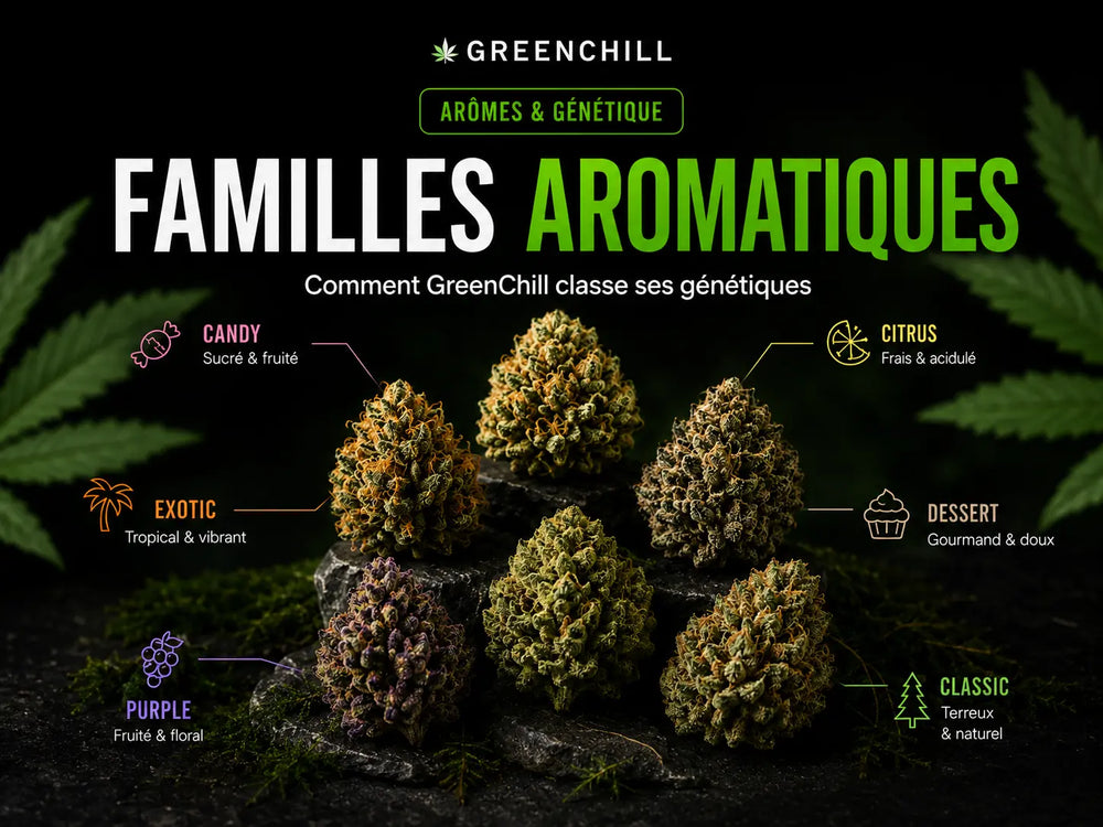 Wie GreenChill seine Genetiken nach Aromafamilien einordnet