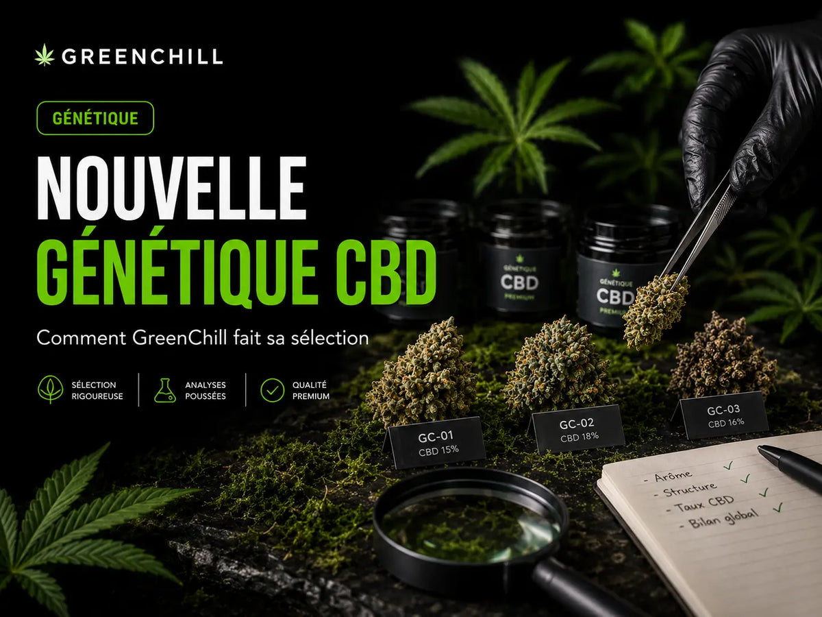 Comment GreenChill sélectionne une nouvelle génétique CBD