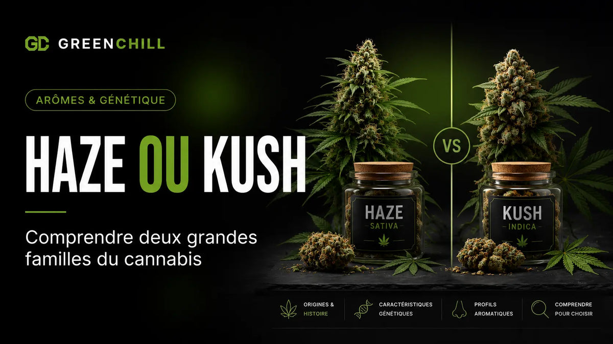 Haze ou Kush : comprendre deux grandes familles du cannabis