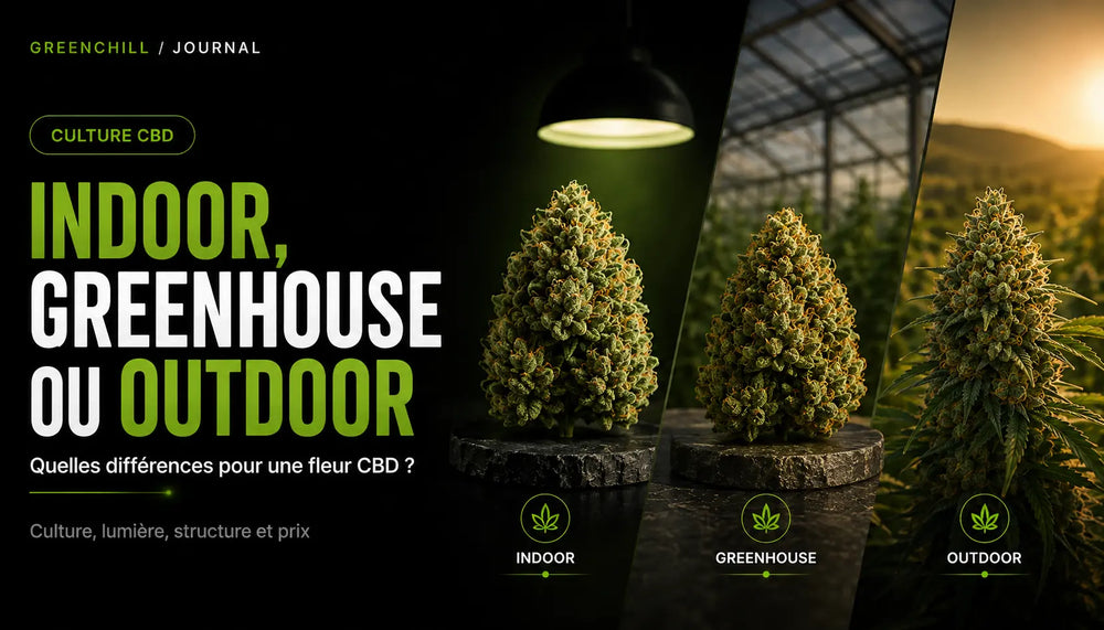 Indoor, Greenhouse o Outdoor: quali differenze per un fiore CBD?