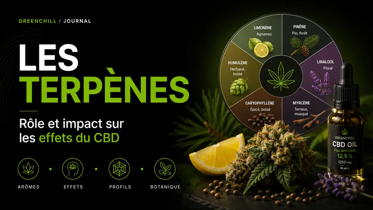 Les Terpenes du Cannabis : Rôle et Impact sur les Effets du CBD 📜 Greenchill SARL