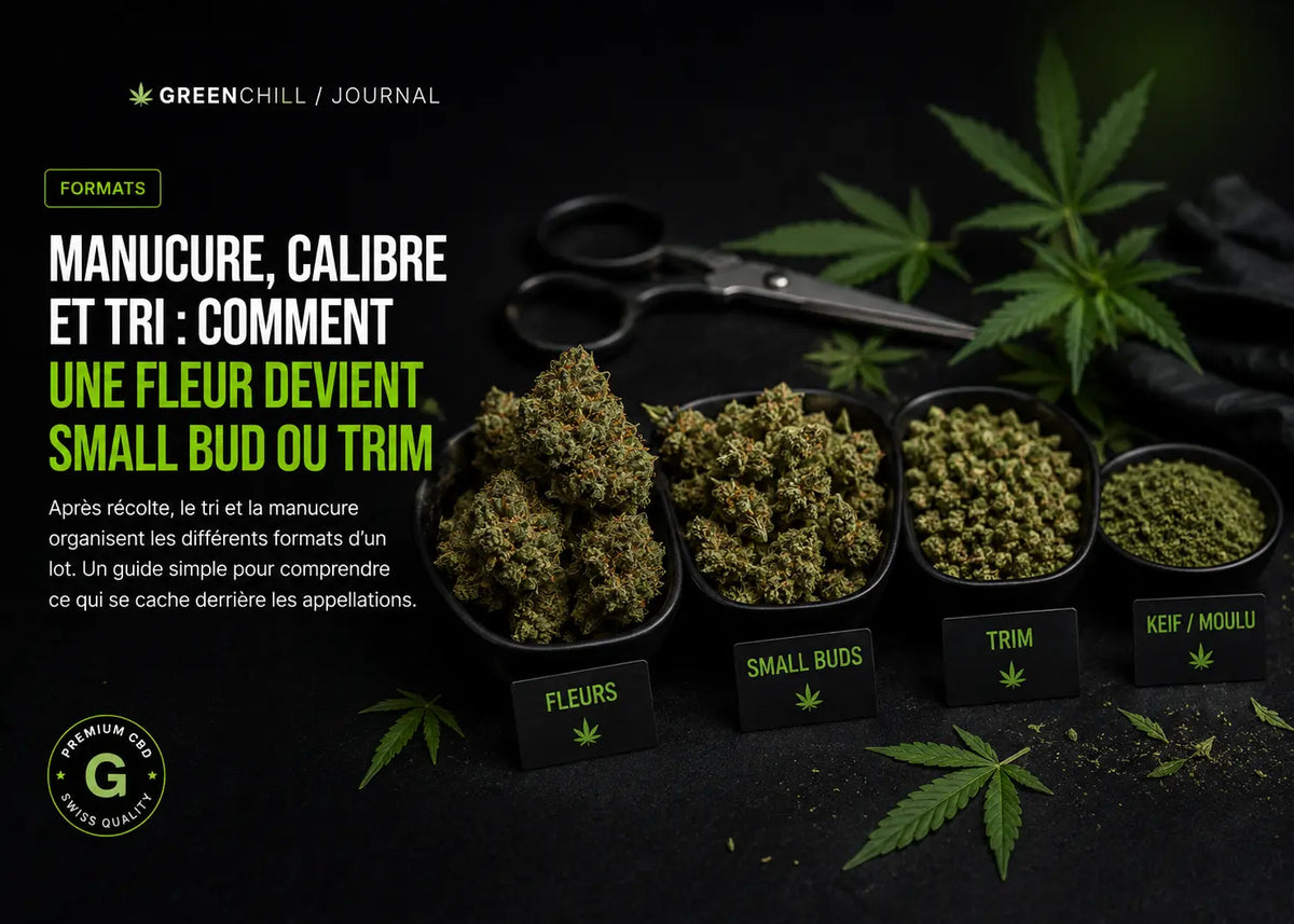 Manucure, calibre et tri : comment une fleur devient Small Bud ou Trim
