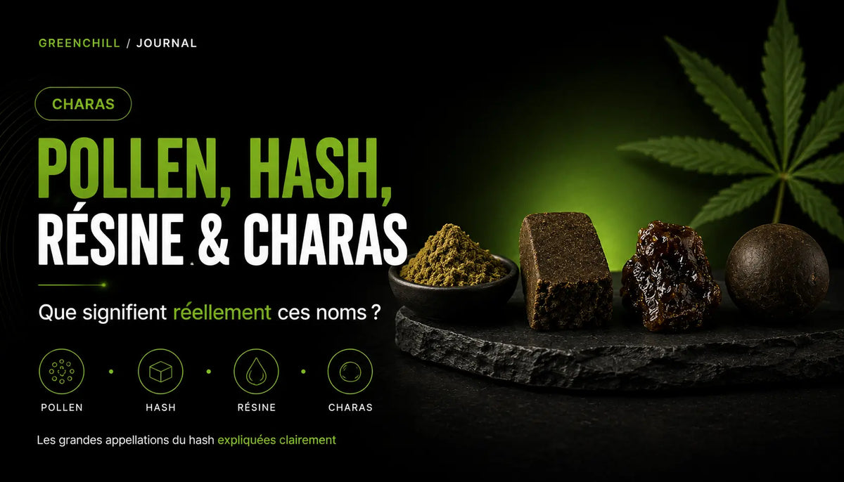 Pollen, hash, résine et charas : que signifient réellement ces noms ?