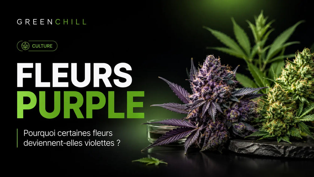 Warum werden manche Cannabisblüten violett?