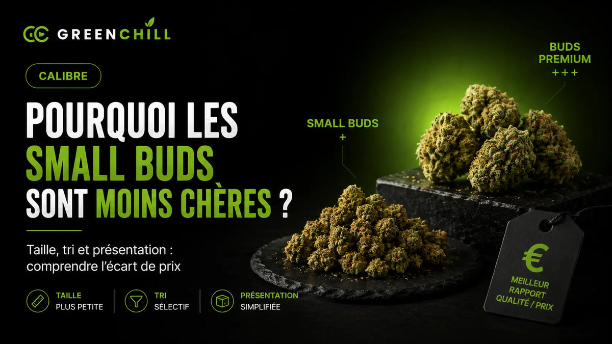 Pourquoi les Small Buds CBD sont-elles moins chères ?