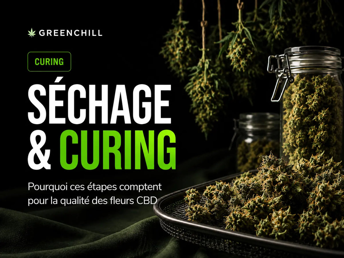 Trocknung und Curing: Warum diese Schritte für die Qualität von CBD-Blüten wichtig sind