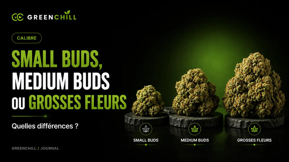 Small Buds, Medium Buds o fiori CBD grandi: quali differenze?