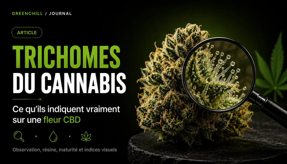 Trichomes du cannabis : ce qu’ils indiquent vraiment sur une fleur CBD