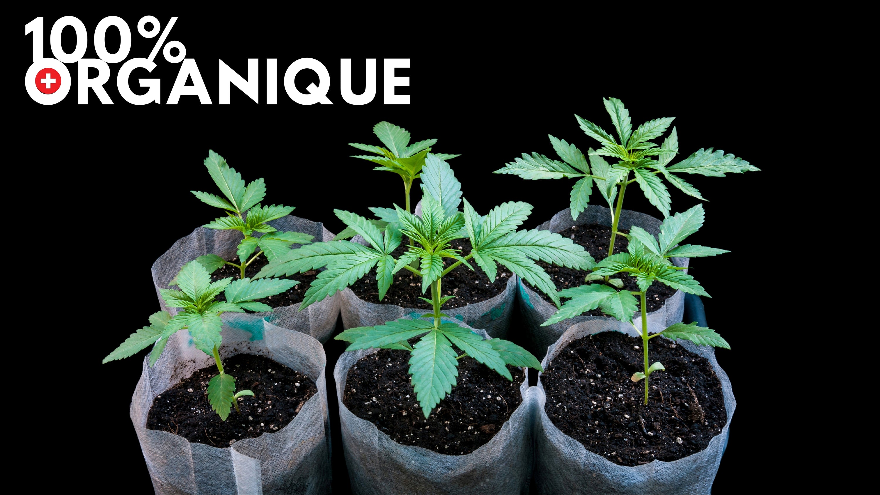 FLEURS-DE-CBD-PREMIUM-INDOOR Greenchill SARL