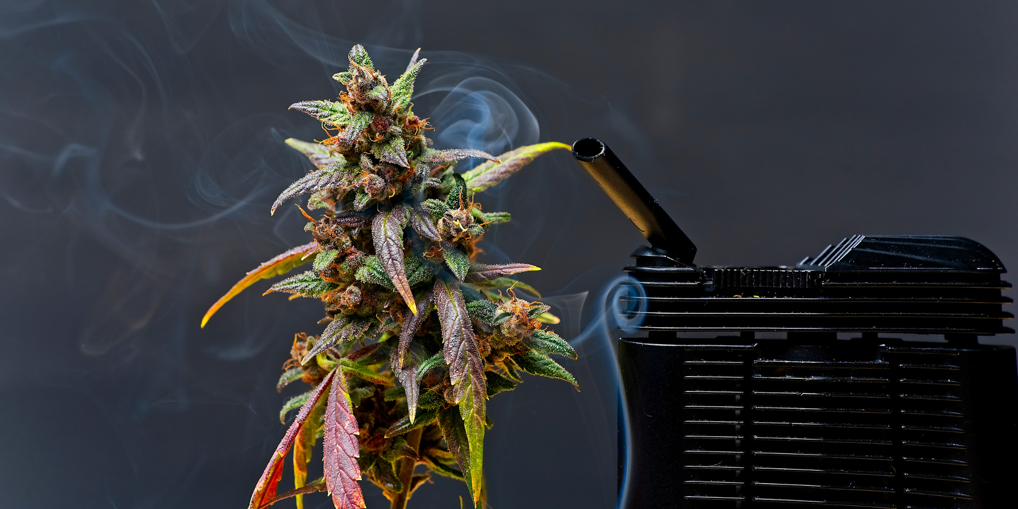 FLEURS-DE-CBD-PREMIUM-INDOOR Greenchill SARL