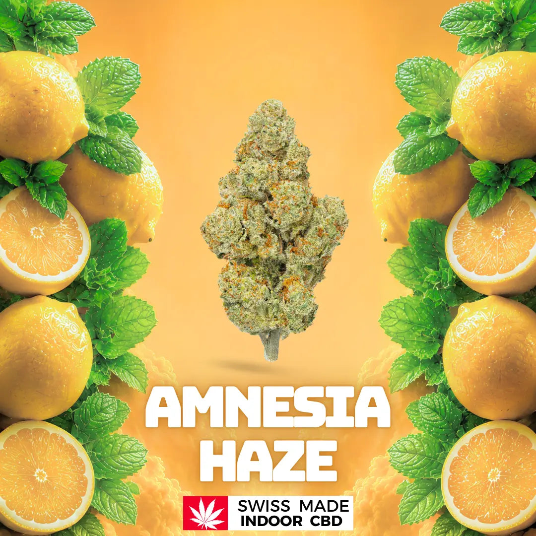 AMNESIA HAZE INDOOR CBD My Store