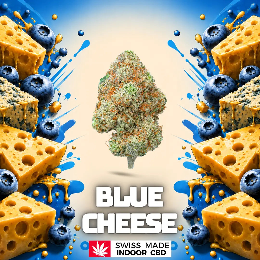 BLUE CHEESE INDOOR CBD My Store