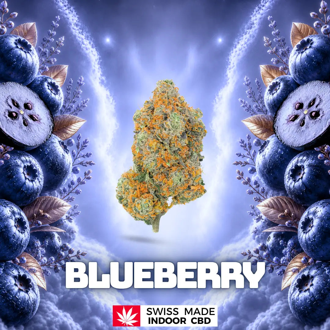 BLUEBERRY INDOOR CBD Greenchill SARL