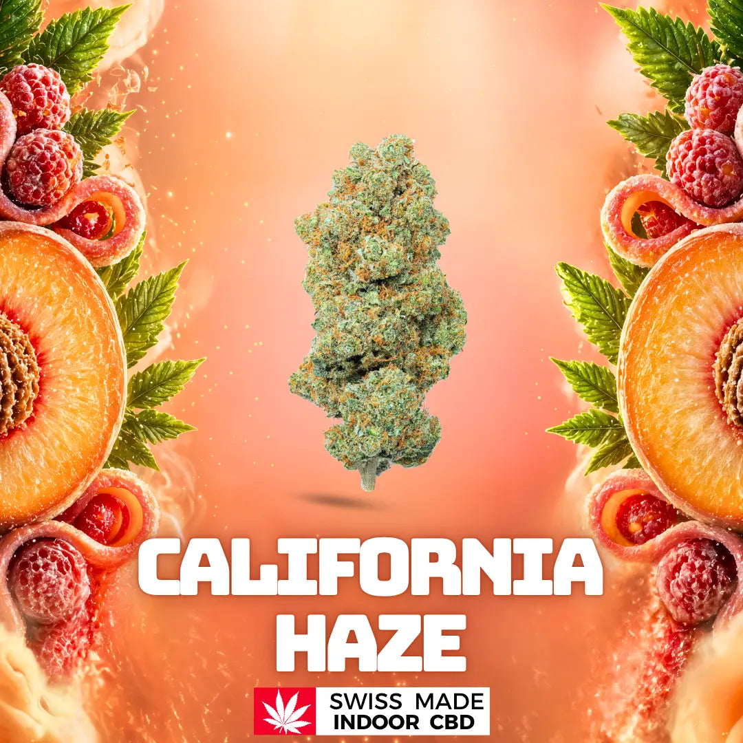 CALIFORNIA HAZE INDOOR CBD My Store