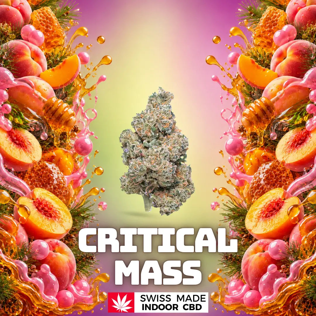 CRITICAL MASS INDOOR Greenchill SARL