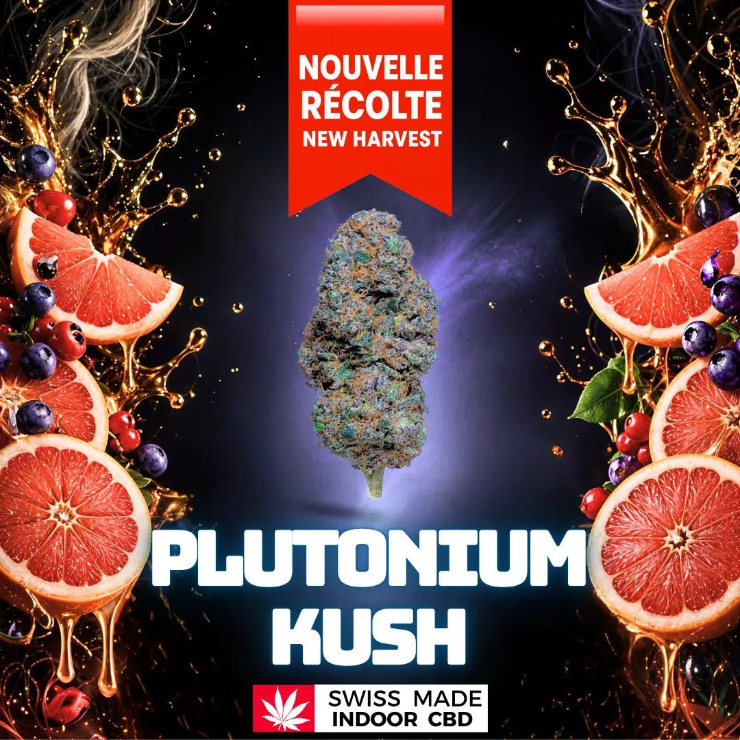 PLUTONIUM KUSH INDOOR CBD Greenchill SARL
