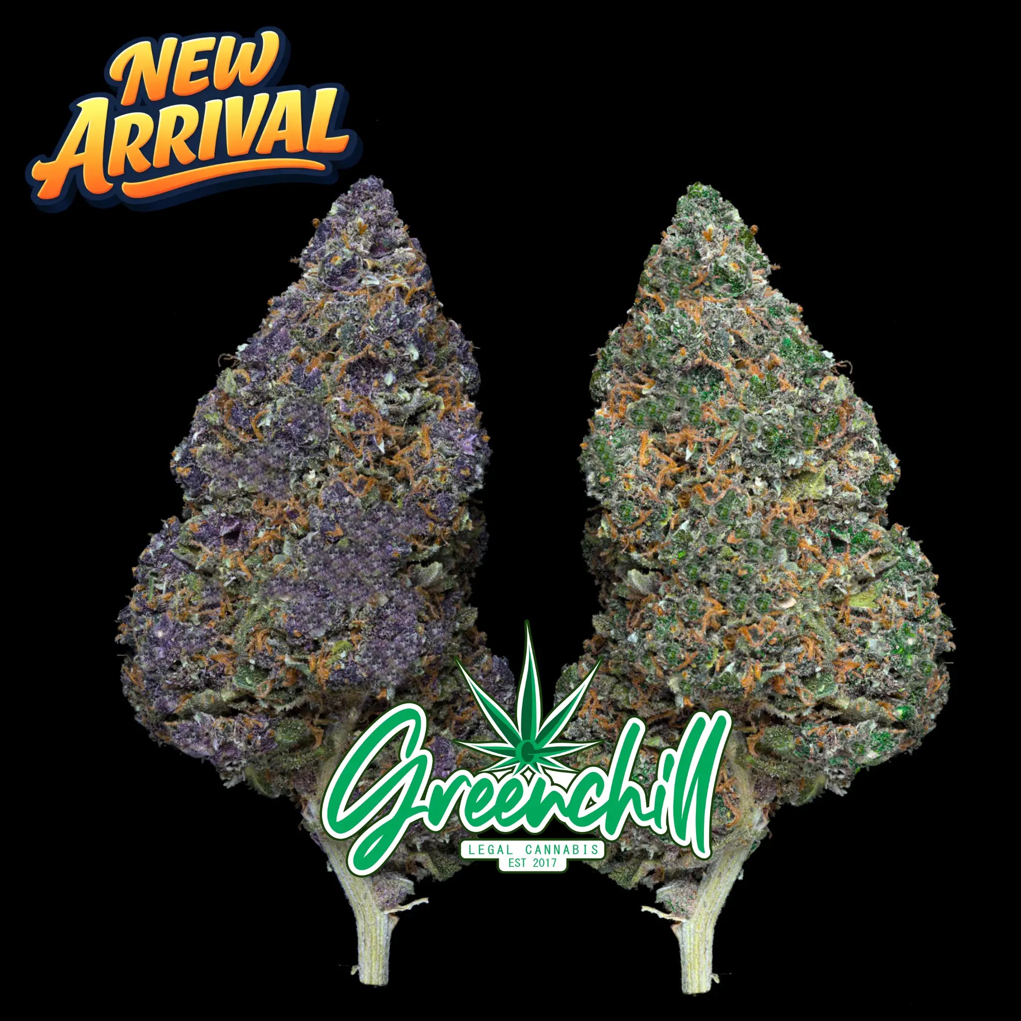 PURPLE APPLE FRITTER INDOOR CBD Greenchill SARL
