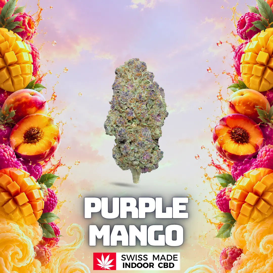 PURPLE MANGO INDOOR CBD Greenchill SARL