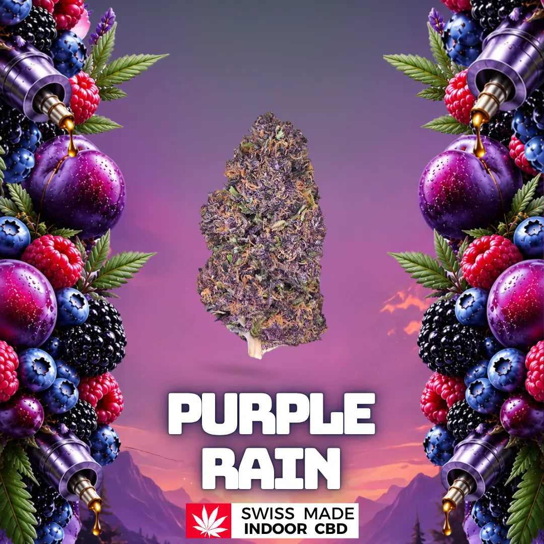 PURPLE RAIN Glasshouse LED CBD Greenchill SARL