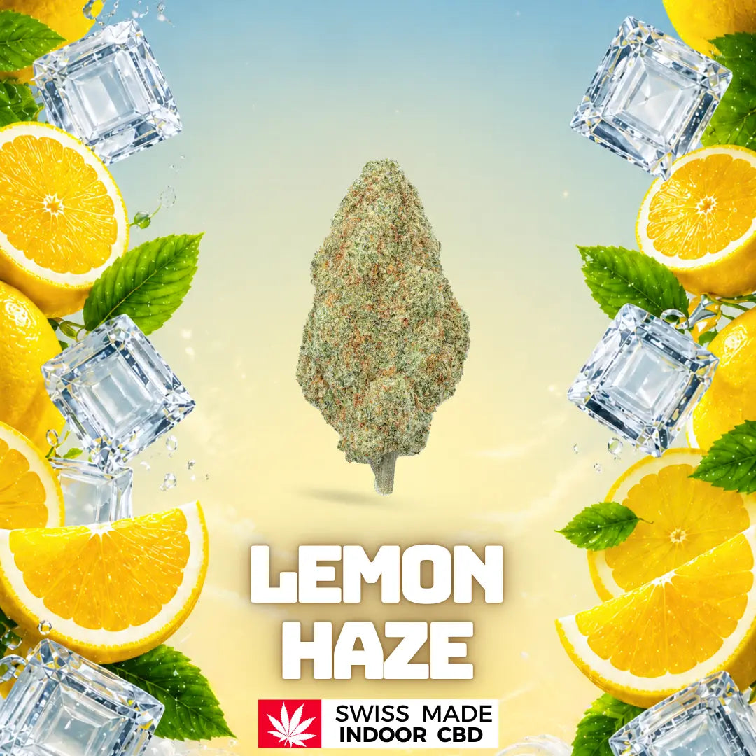 SUPER LEMON HAZE INDOOR CBD Greenchill SARL