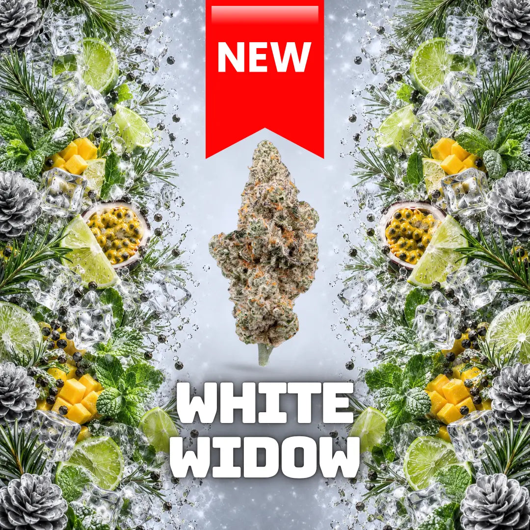 WHITE WIDOW INDOOR CBD Greenchill SARL