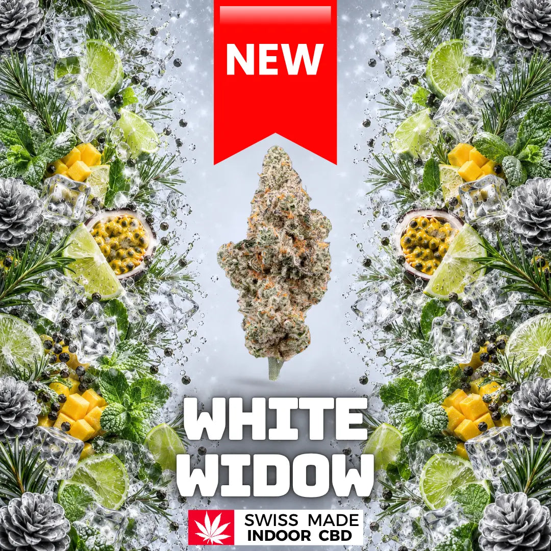 WHITE WIDOW INDOOR CBD Greenchill SARL