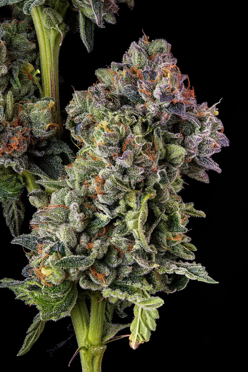 Fleurs CBD Premium GreenChill.
