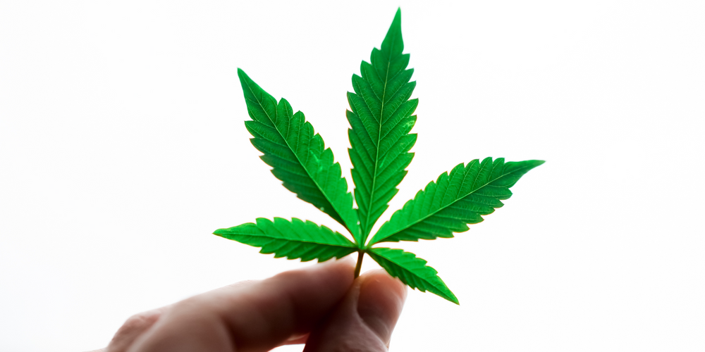 Sélection de fleurs CBD GreenChill